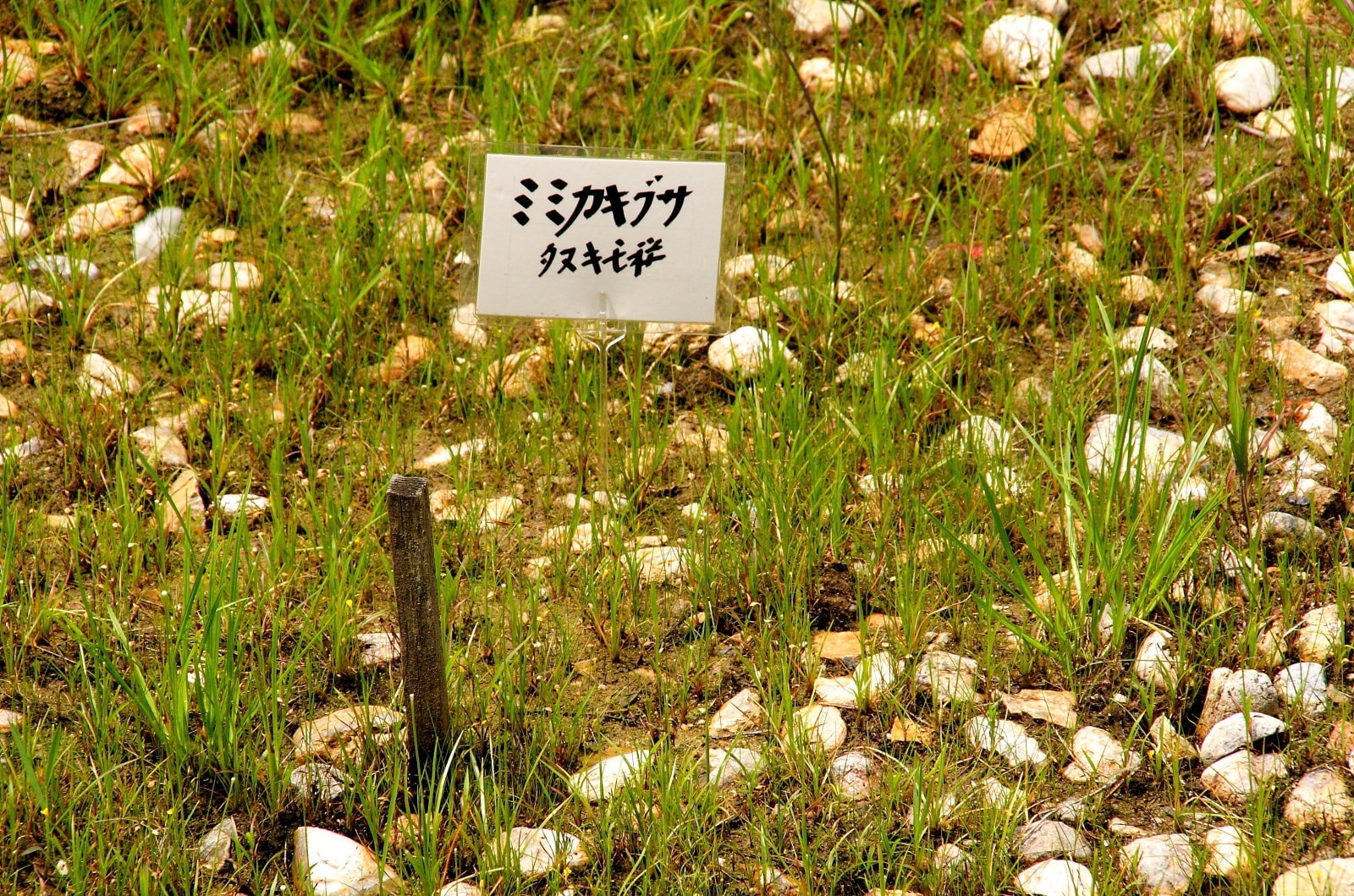  壱町田湿地植物群落